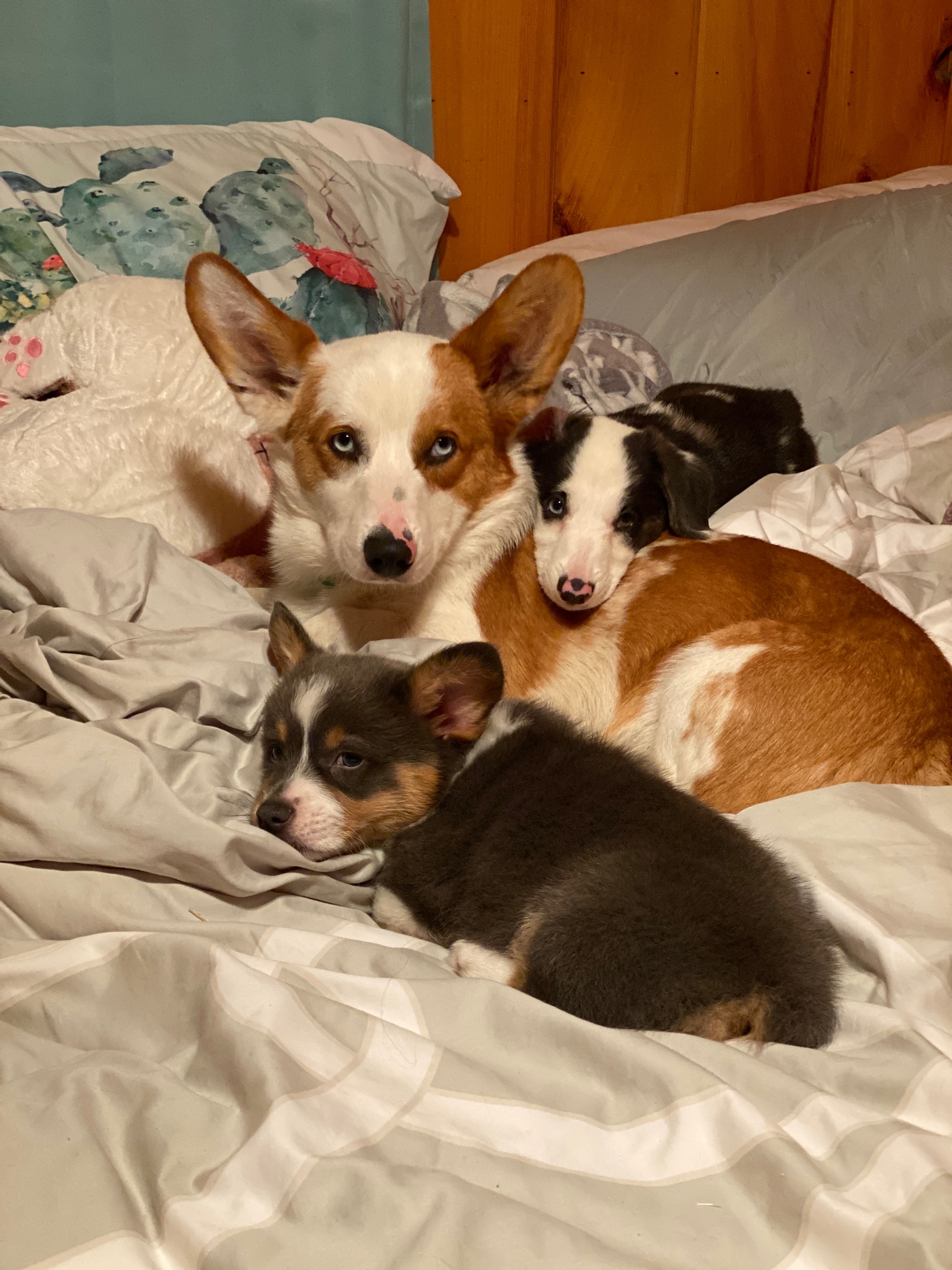 3 of the dogs involved in the breeding program