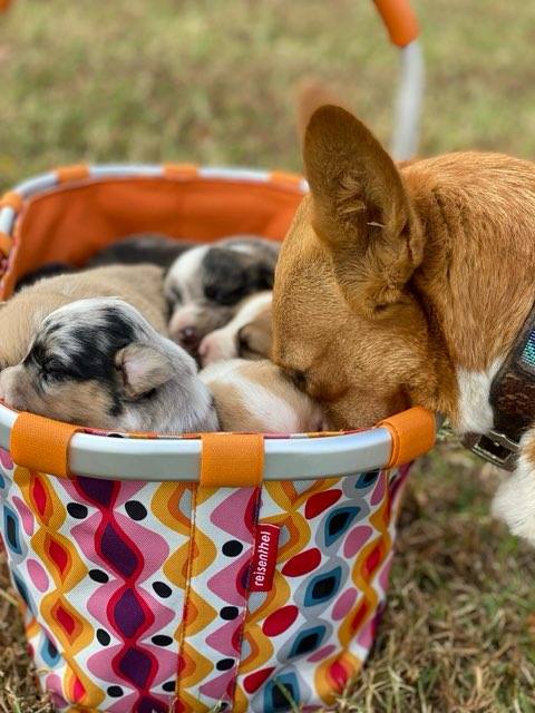 Alice with her puppies