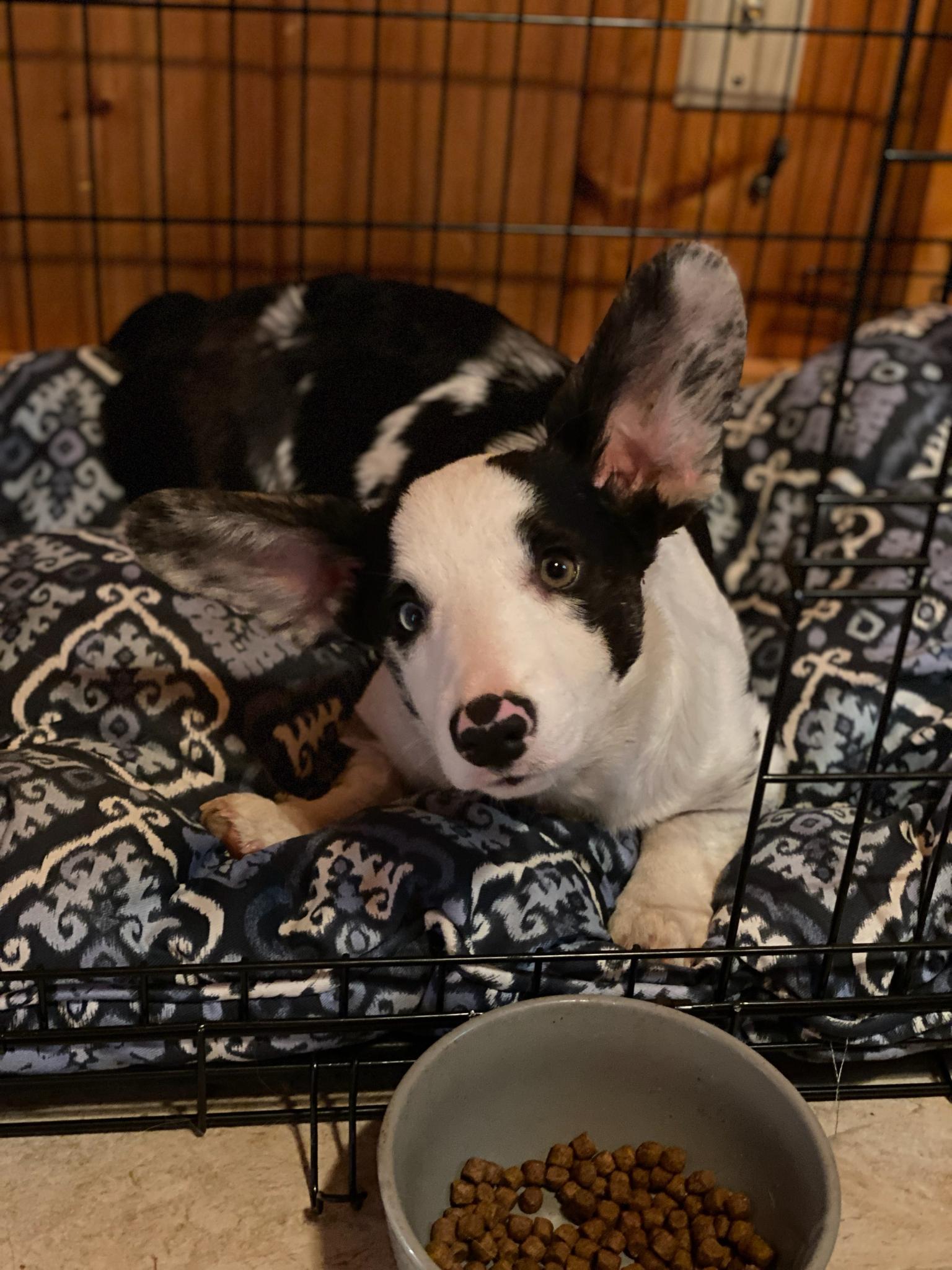 brindle Corgi