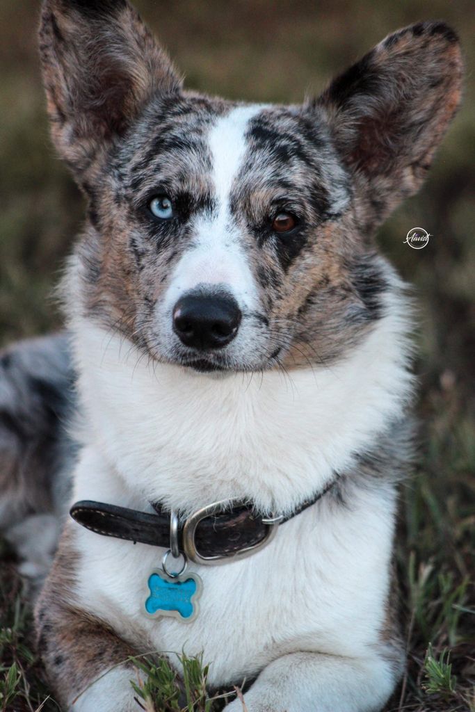 Multi-color eyed, merle, male Corgi.